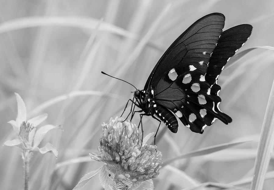 Fluttering By in Black and White Photograph by Marcy Wielfaert - Fine ...