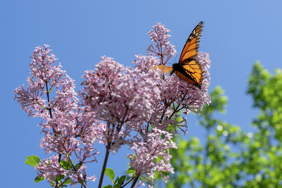 Fluttering Monarch on Lilac Photograph by Brooke Bowdren