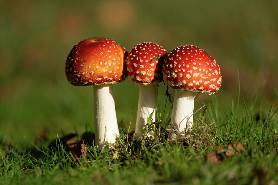 Fly Agaric - Amanita Muscaria Photograph By Lisa Geoghegan - Fine Art 