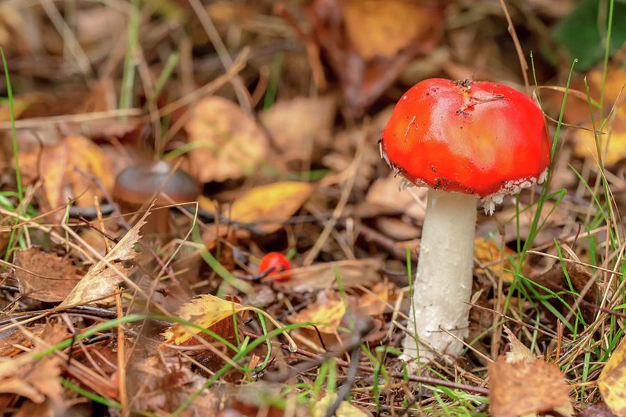 Mushroom Photograph - Fly Agaric (amanita Muscaria) Single by Sarah Darnell