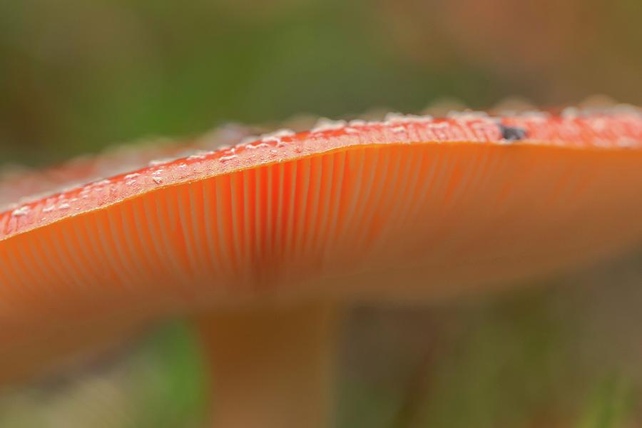 Mushroom Photograph - Fly Agaric (amanita Muscaria) View by Sarah Darnell