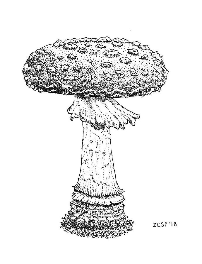 Mushroom Drawing - Fly Agaric - Amanita muscaria by Zephyr Polk