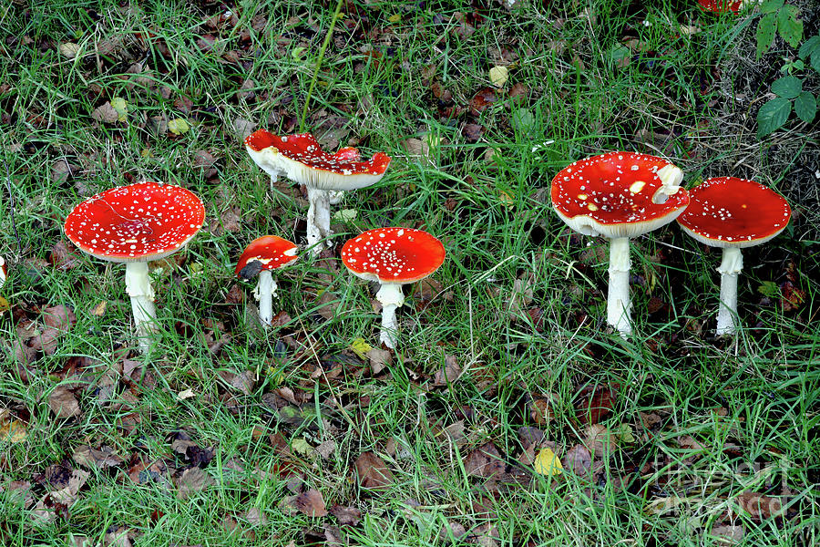 Nature Photograph - Fly Agaric Fungi by Dr Keith Wheeler/science Photo Library