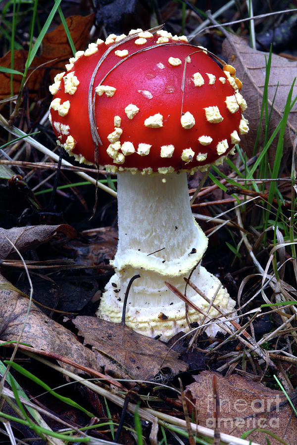Nature Photograph - Fly Agaric Fungus by Dr Keith Wheeler/science Photo Library