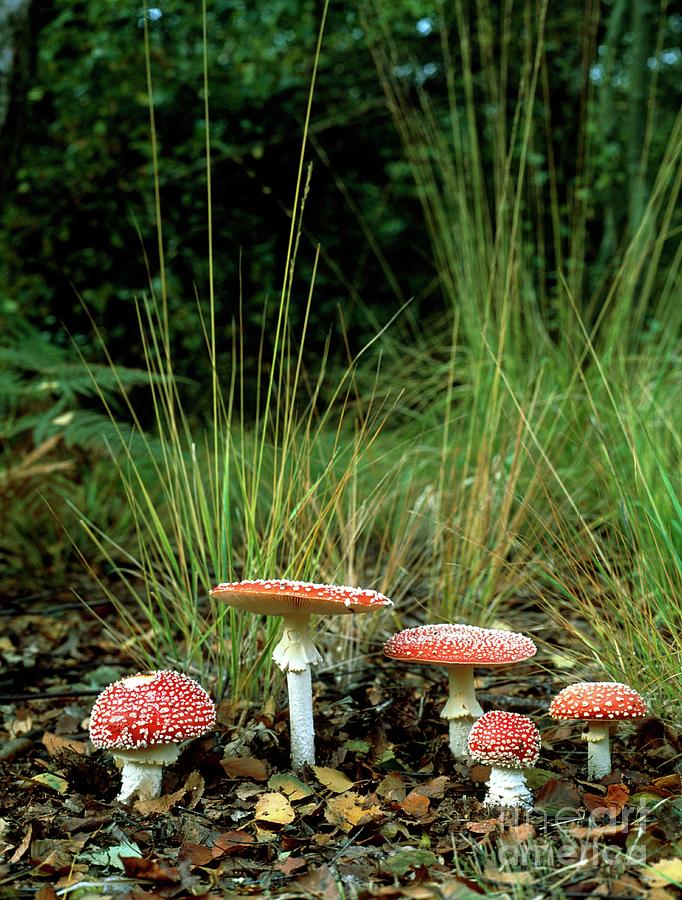 Fly Agaric Fungus Photograph by Vaughan Fleming/science Photo Library