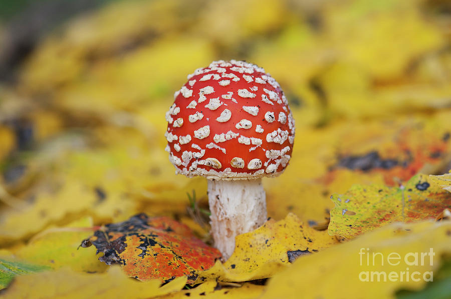 Mushroom Photograph - Fly Agaric Mushroom and Autumn Leaves by Tim Gainey