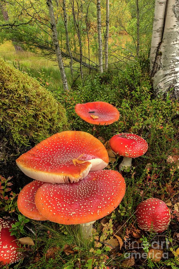 Fly Agaric Mushroom Photograph by Bob Gibbons/science Photo Library