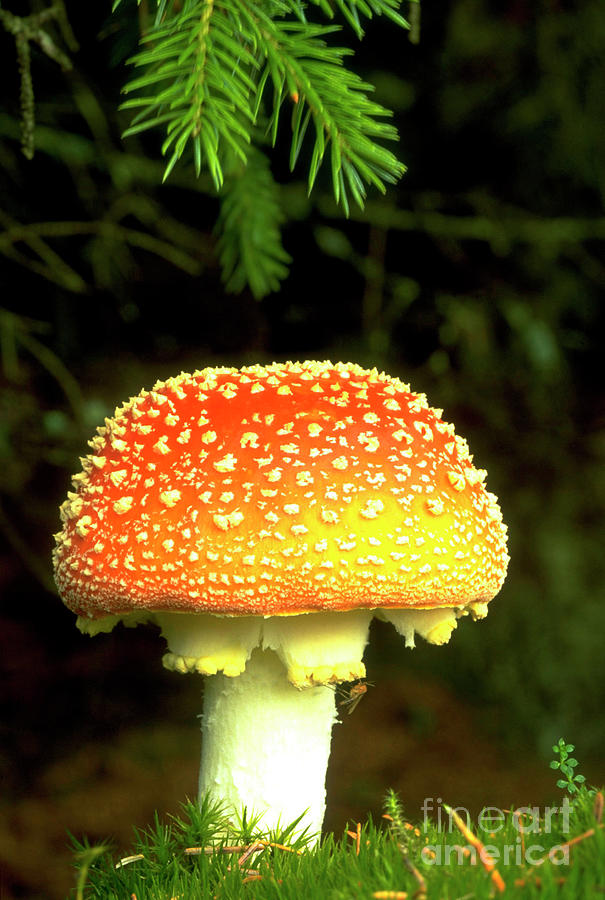 Nature Photograph - Fly Agaric Mushroom by Duncan Shaw/science Photo Library