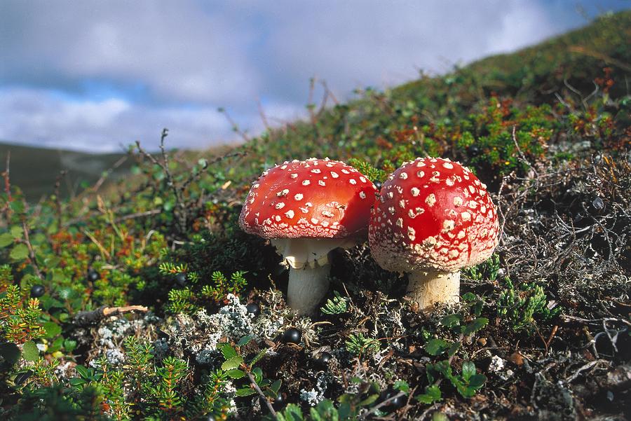 Fly Agaric Mushrooms Digital Art by Bernd Rommelt