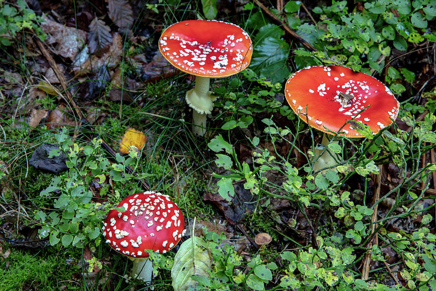 Amanita Muscaria Photograph - Fly Agaric Mushrooms In The Cesky Raj by Chuck Haney