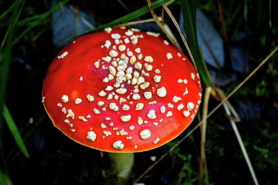 Fly Agaric Photograph by Tikvahs Hope