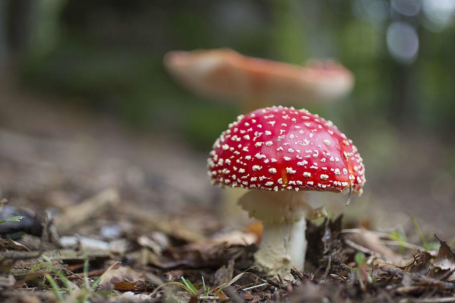 Fly Agarics In Forest Photograph by Karlheinz Steinberger