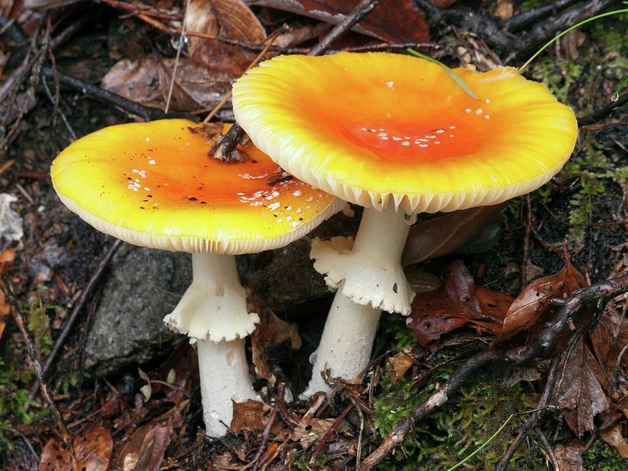 Fly Agaris Mushroom Amanita Muscaria Photograph by Marcelo Quaglia ...