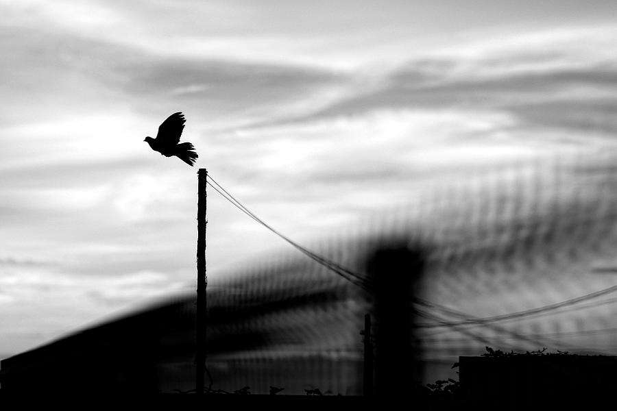 Fly Away Photograph by Paulo Medeiros