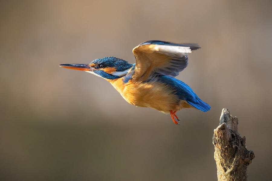 Fly Away! Photograph by Tony Goran