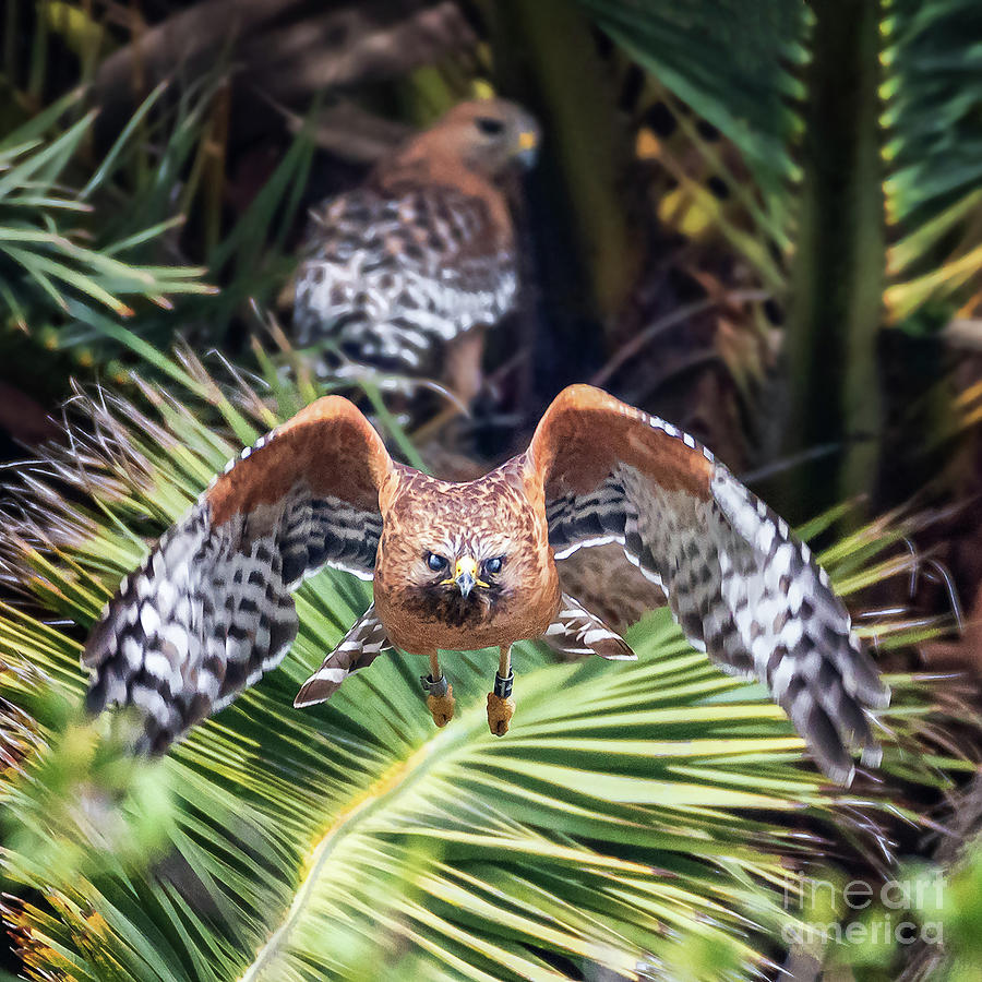 Hawk Photograph - Fly away with attitude by Carl Jackson
