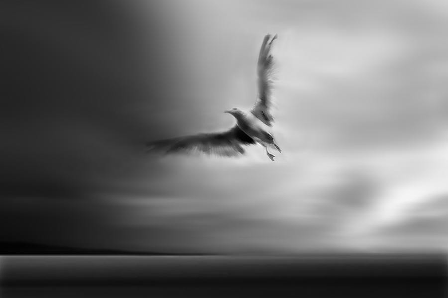 Seagull Photograph - Fly Away With Me by Yvette Depaepe
