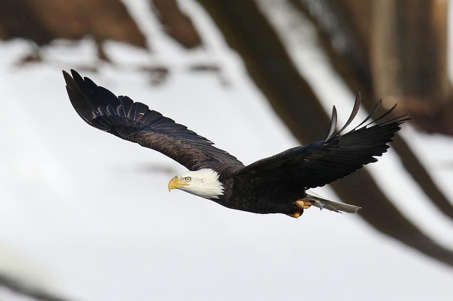 Fly By Eagle Photograph by Brook Burling