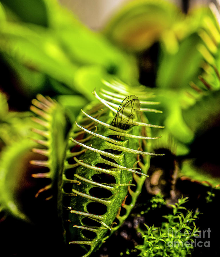 Fly Caught In A Venus Flytrap Photograph by Ian Gowland/science Photo Library
