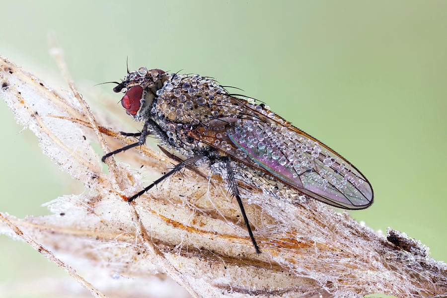 Fly Covered With Dew Photograph by Ozgur Kerem Bulur/science Photo Library