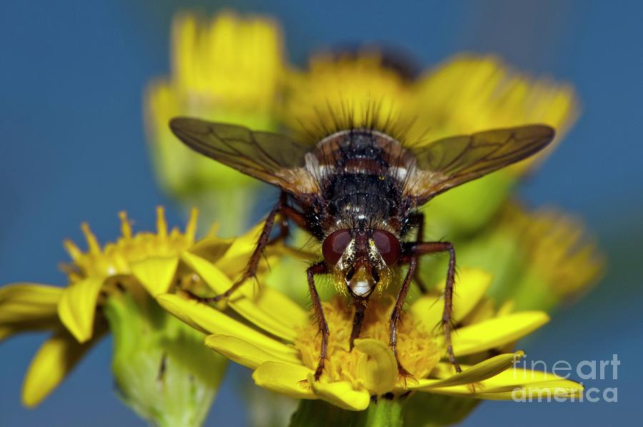 Fly Feeding On Ragwort Flowers Photograph By Dr John Brackenbury Science Photo Library Fine