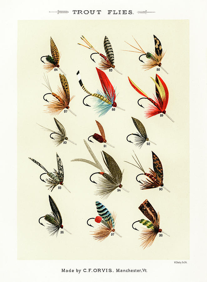 Bass Drawing - Fly Fishing Lures 13 by David Letts