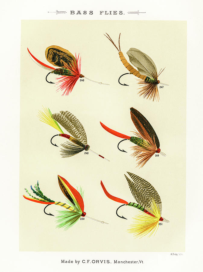Fly Fishing Lures 25 Drawing by David Letts