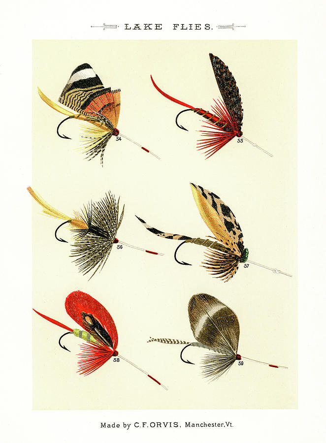 Fly Fishing Lures 8 Drawing by David Letts