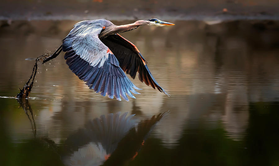 Fly From Water Photograph by Jie Fischer - Fine Art America