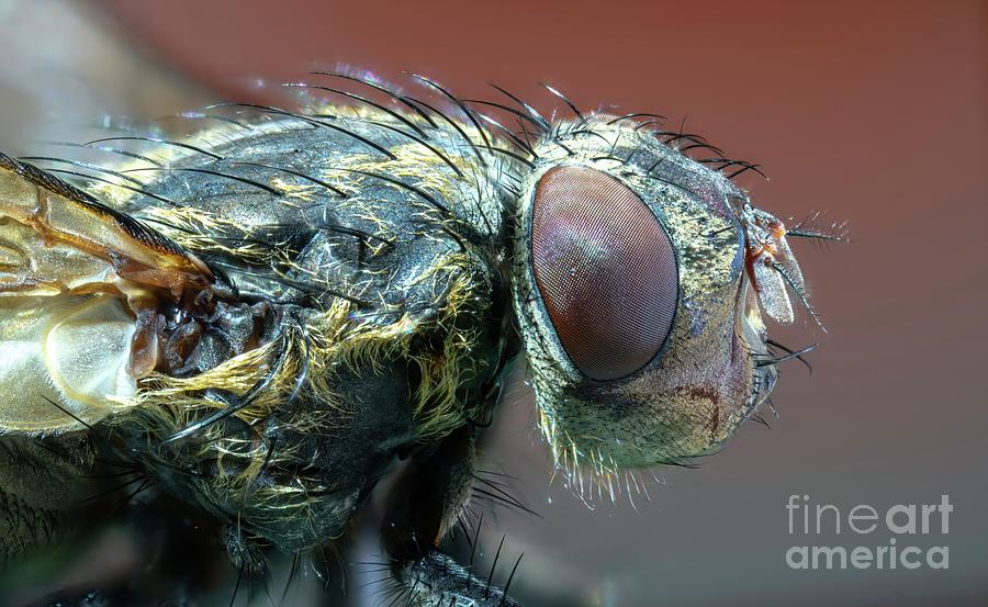 Fly Head Photograph by Wladimir Bulgar/science Photo Library