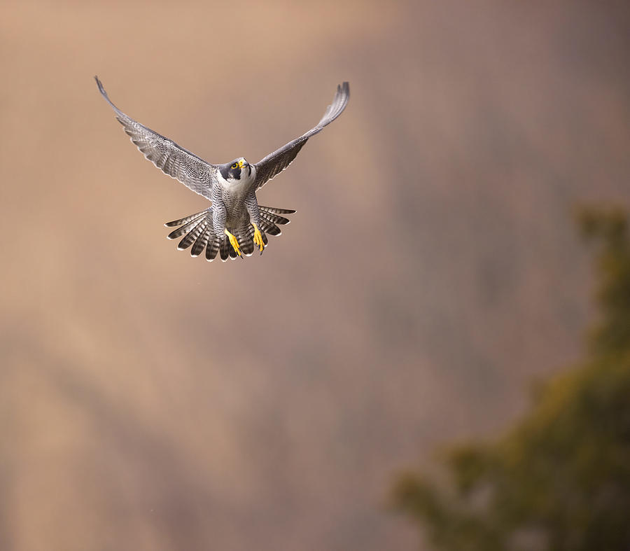 Wildlife Photograph - Fly High by Eugene Zhu