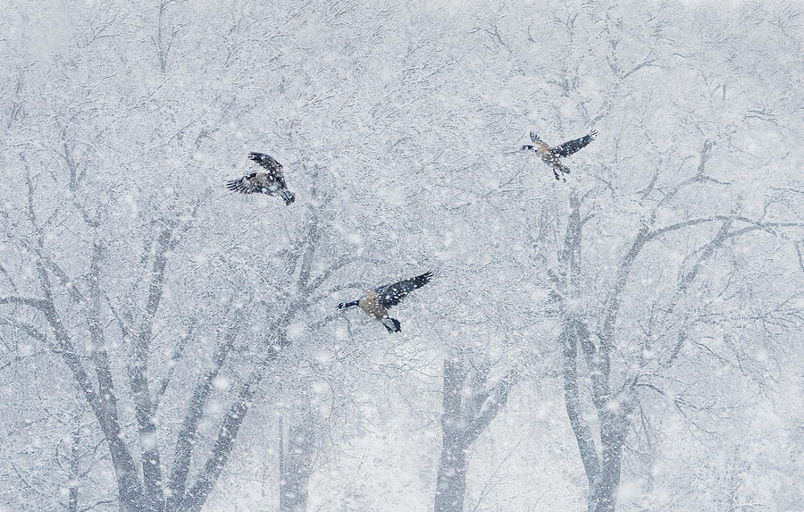 Fly In Snow Storm Photograph by Aidong Ning
