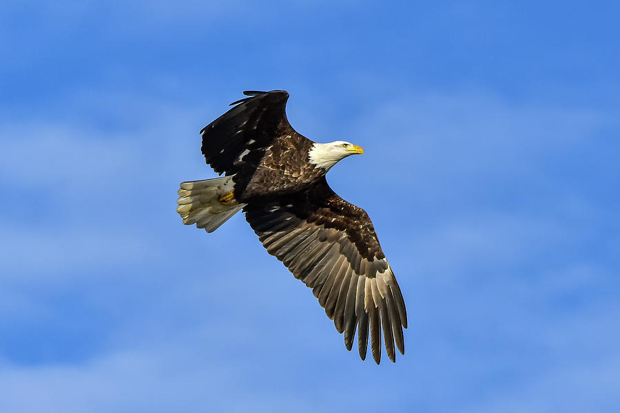 Fly like an Eagle Photograph by Dwight Eddington | Fine Art America