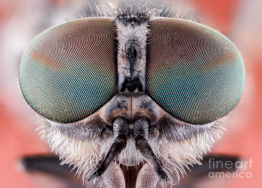 Small Photograph - Fly Macro Insect Nature Animal Eye Bug by Murgvi Small Photograph - Fly Macro Insect Nature Animal Eye Bug by Murgvi