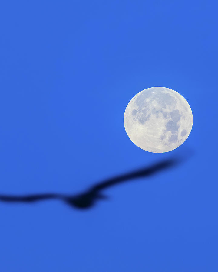 Fly me to the moon Photograph by Nick Noble