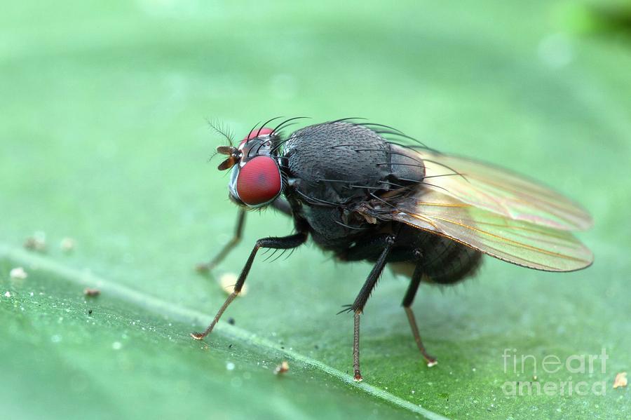 Fly Photograph by Melvyn Yeo/science Photo Library