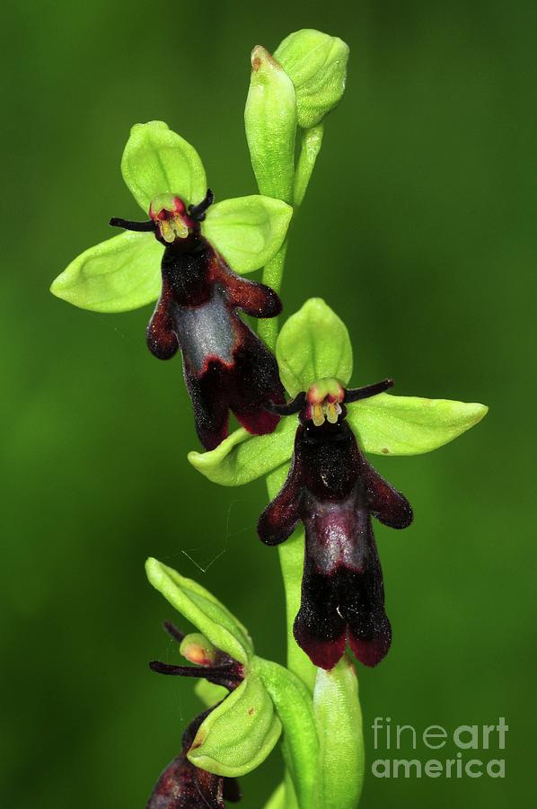 Fly Orchid (ophrys Insectifera) Photograph by Colin Varndell/science Photo Library