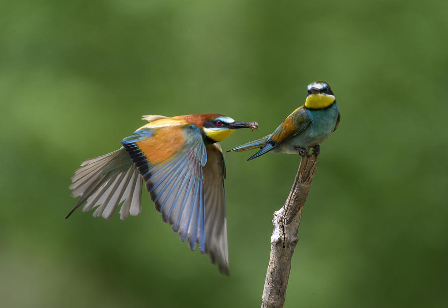Bird Photograph - Fly Past by Marketa Zvelebil Phd Lrps Crgp.