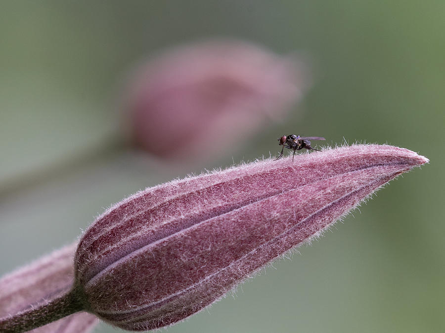Insects Photograph - Fly by Patrick Dessureault