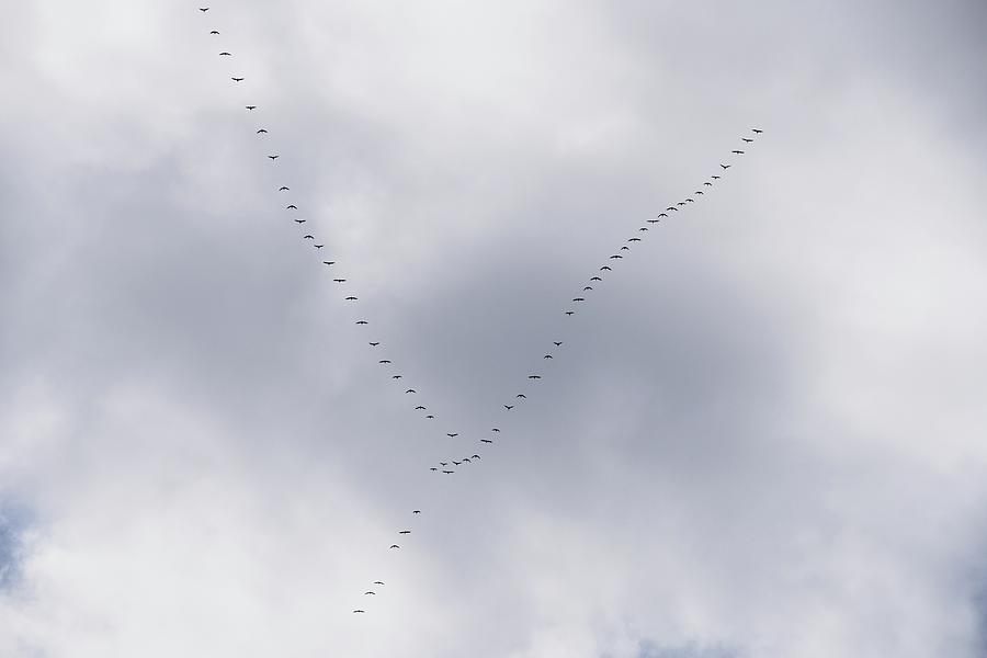 Fly The Friendly Skies Photograph by G Teysen