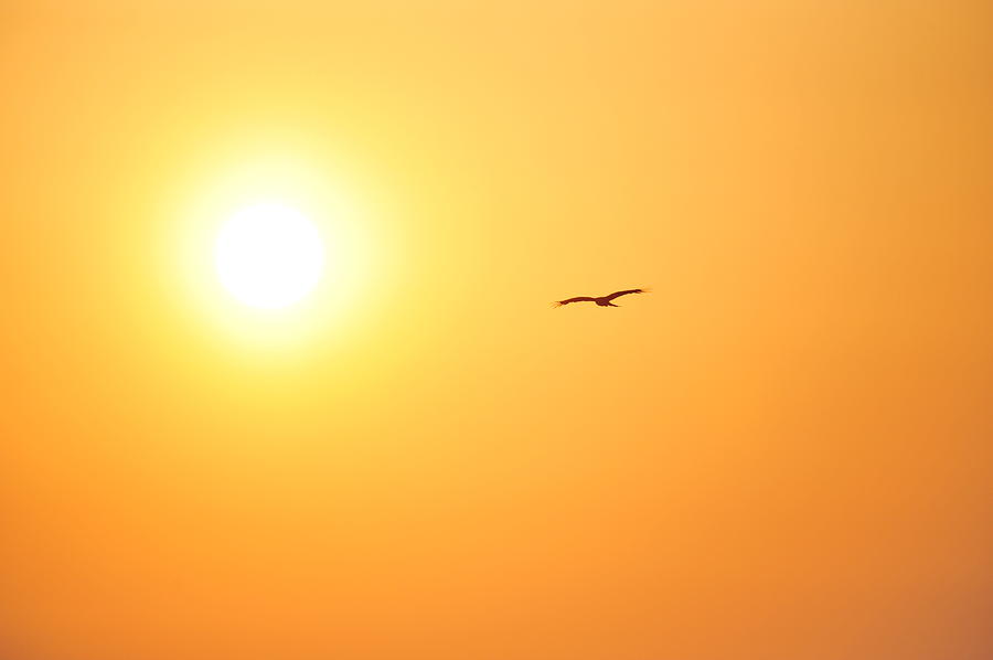 Fly To The Sun Photograph by Taro Hama @ E-kamakura