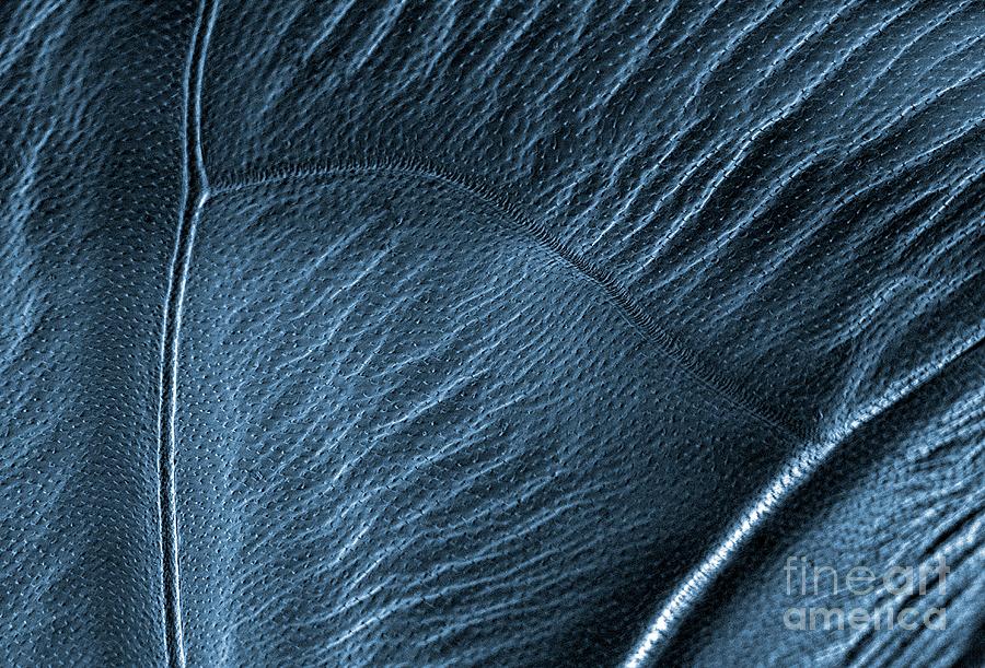 Nature Photograph - Fly Wing Surface by Thierry Berrod, Mona Lisa Production/science Photo Library