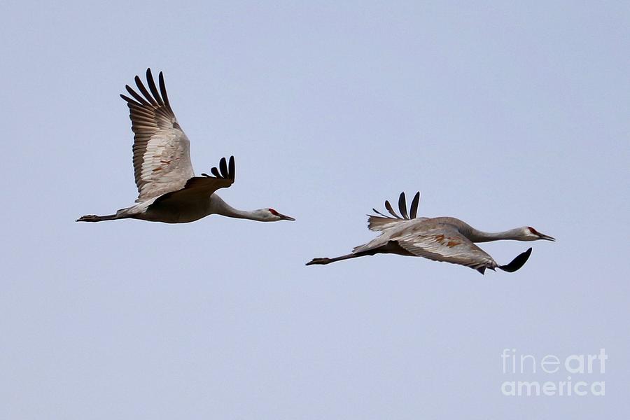 Fly With Two Sandhills Photograph