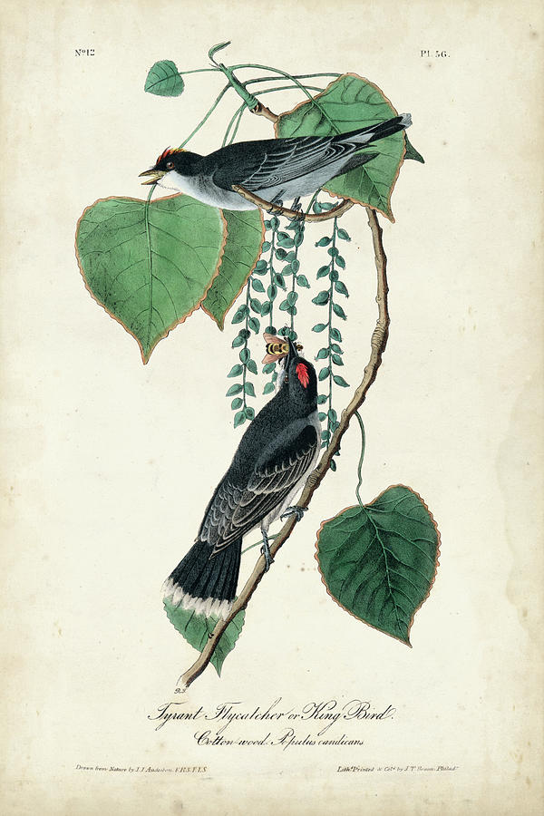 Flycatcher & King Bird Painting by John James Audubon