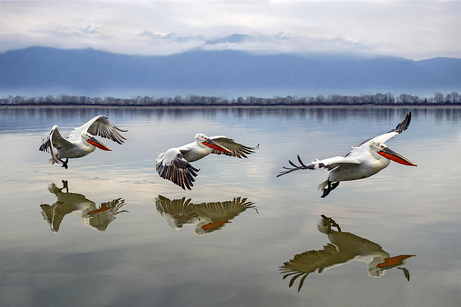 Flyimg Flamingos Photograph by Xavier Ortega