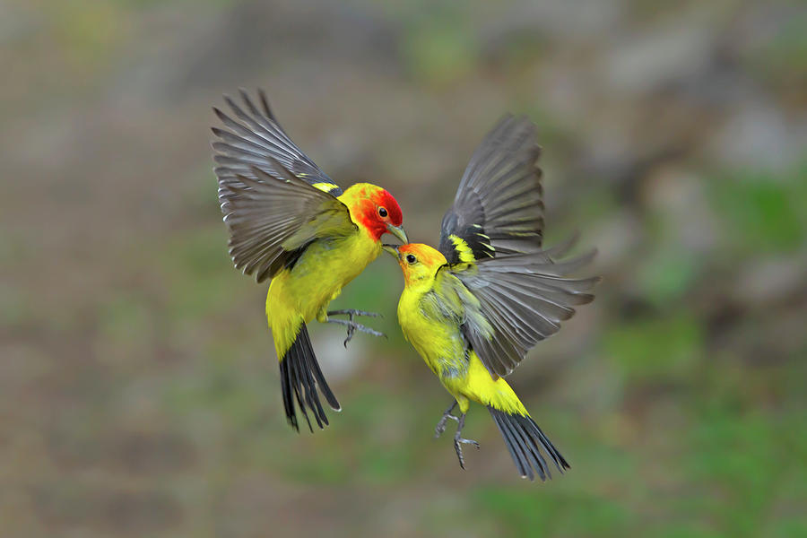 Flying 1 Photograph by Surasit Khamsamran Pixels