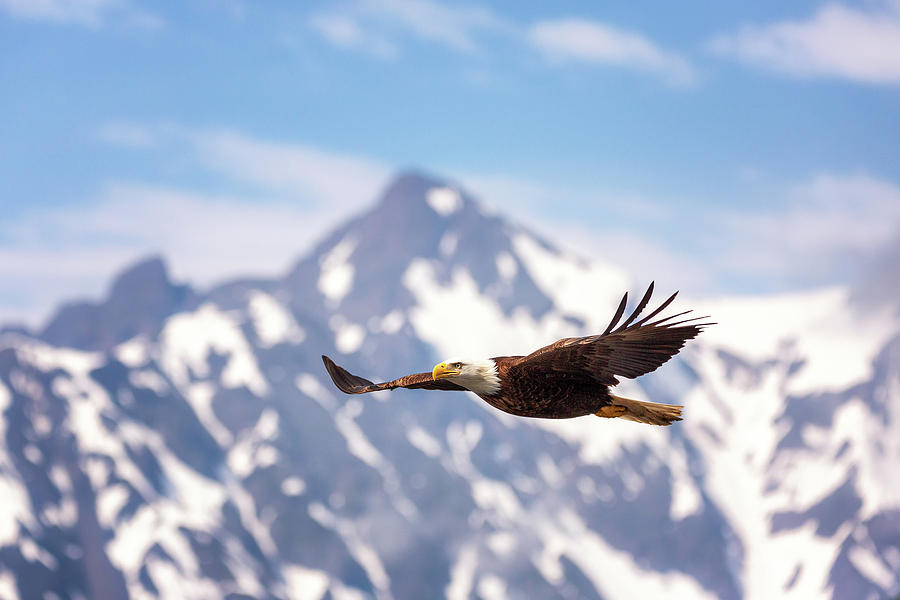 Flying American Bald Eagle 1 Photograph by Alex Mironyuk