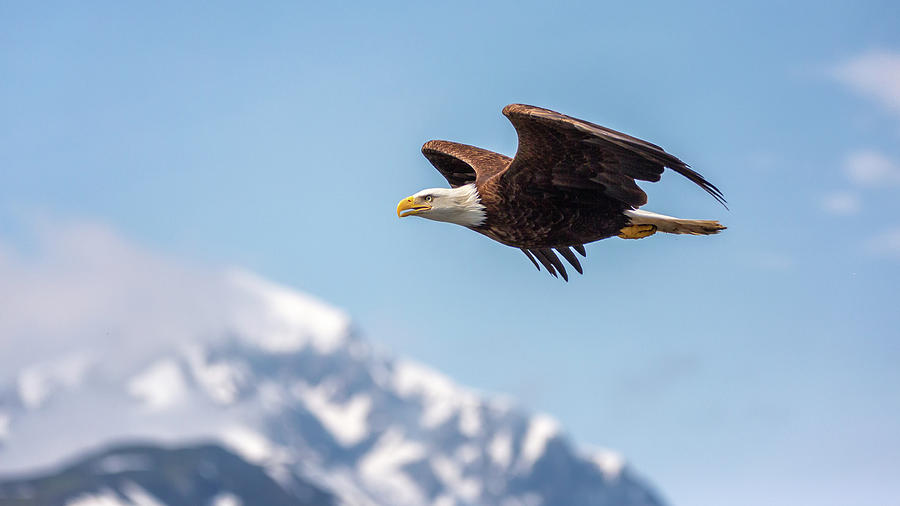 Flying American Bald Eagle 2 Photograph by Alex Mironyuk