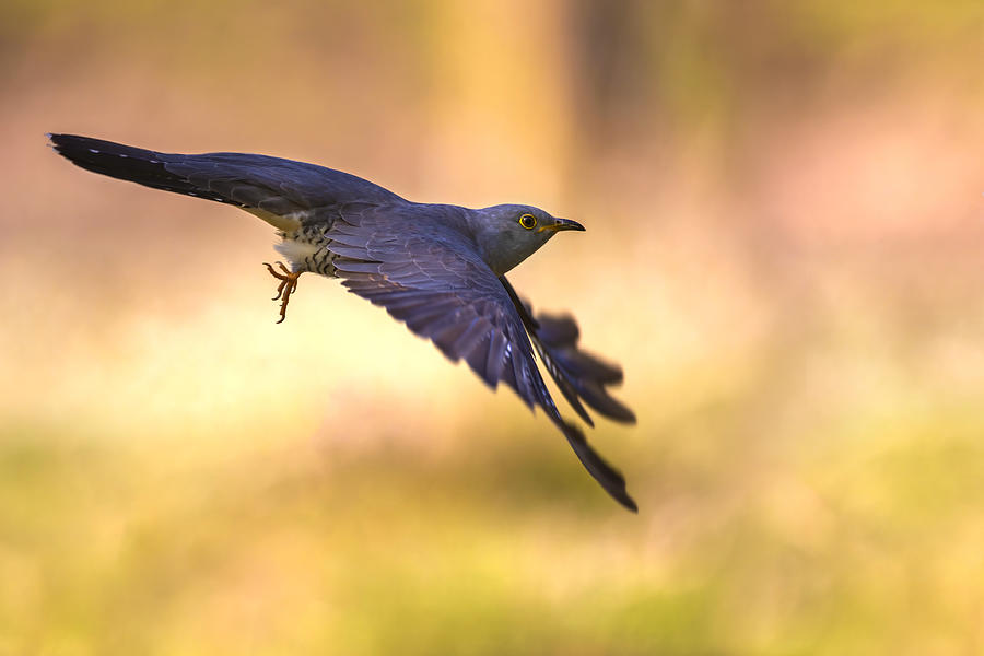 Nature Photograph - Flying At Dawn by Marco Redaelli