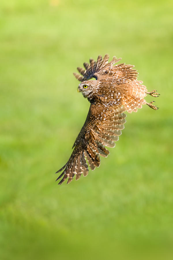 Owl Photograph - Flying Away by Ti Wang